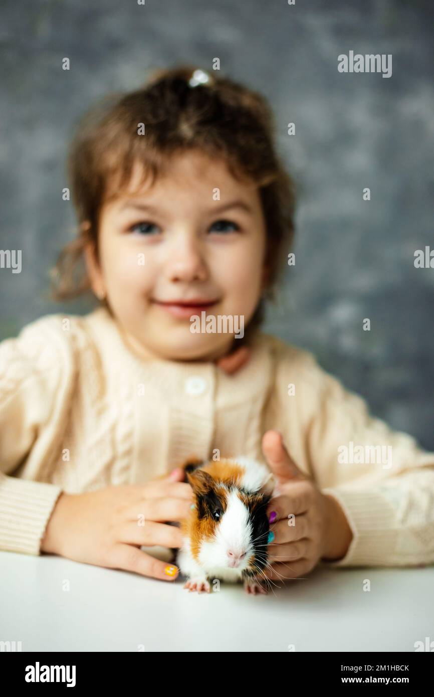 Verticale positivo, giocosa ragazza che tiene, giocando piccolo porcellino d'India multicolore sedersi su un tavolo bianco. Regalo per le vacanze Foto Stock