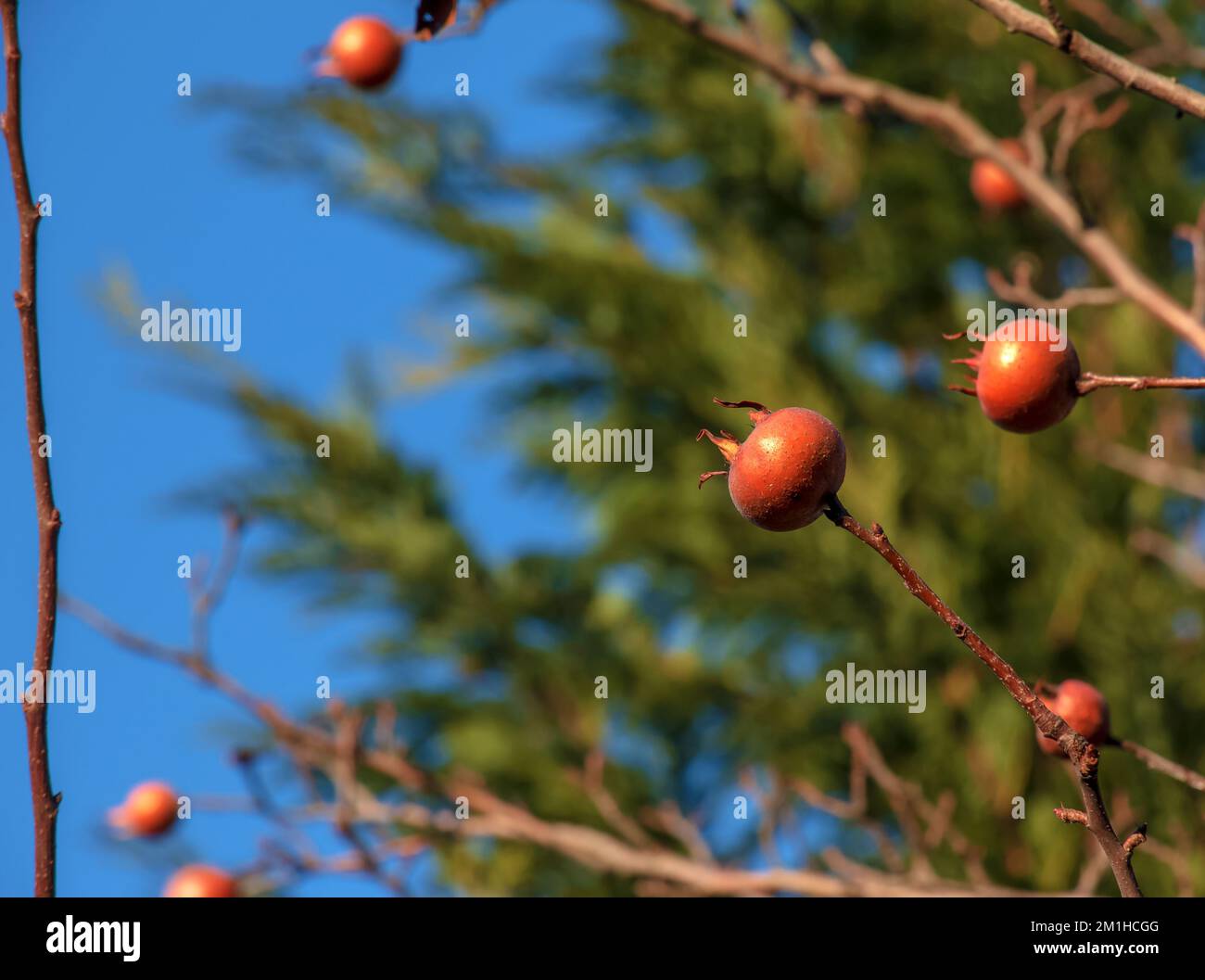 Molti frutti maturi di nespola sui rami dell'albero contro il cielo blu nelle giornate di sole. Medlar comune o Mespilus germanica, nespola olandese. Natura sfondo. Foto Stock