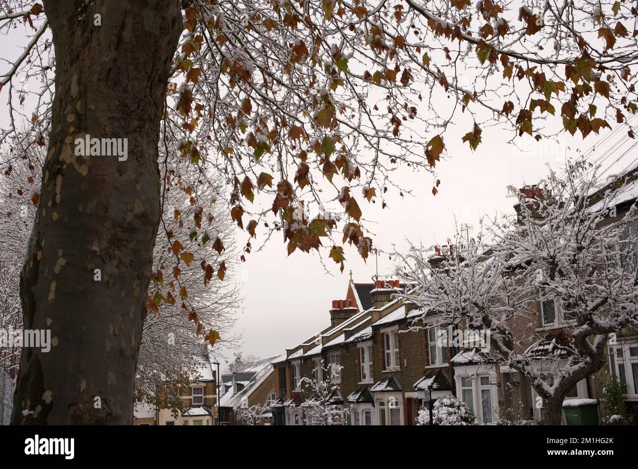 Inverno in un sobborgo londinese: Alberi di aereo londinese su Greening Street in Abbey Wood, sud-est di Londra Foto Stock