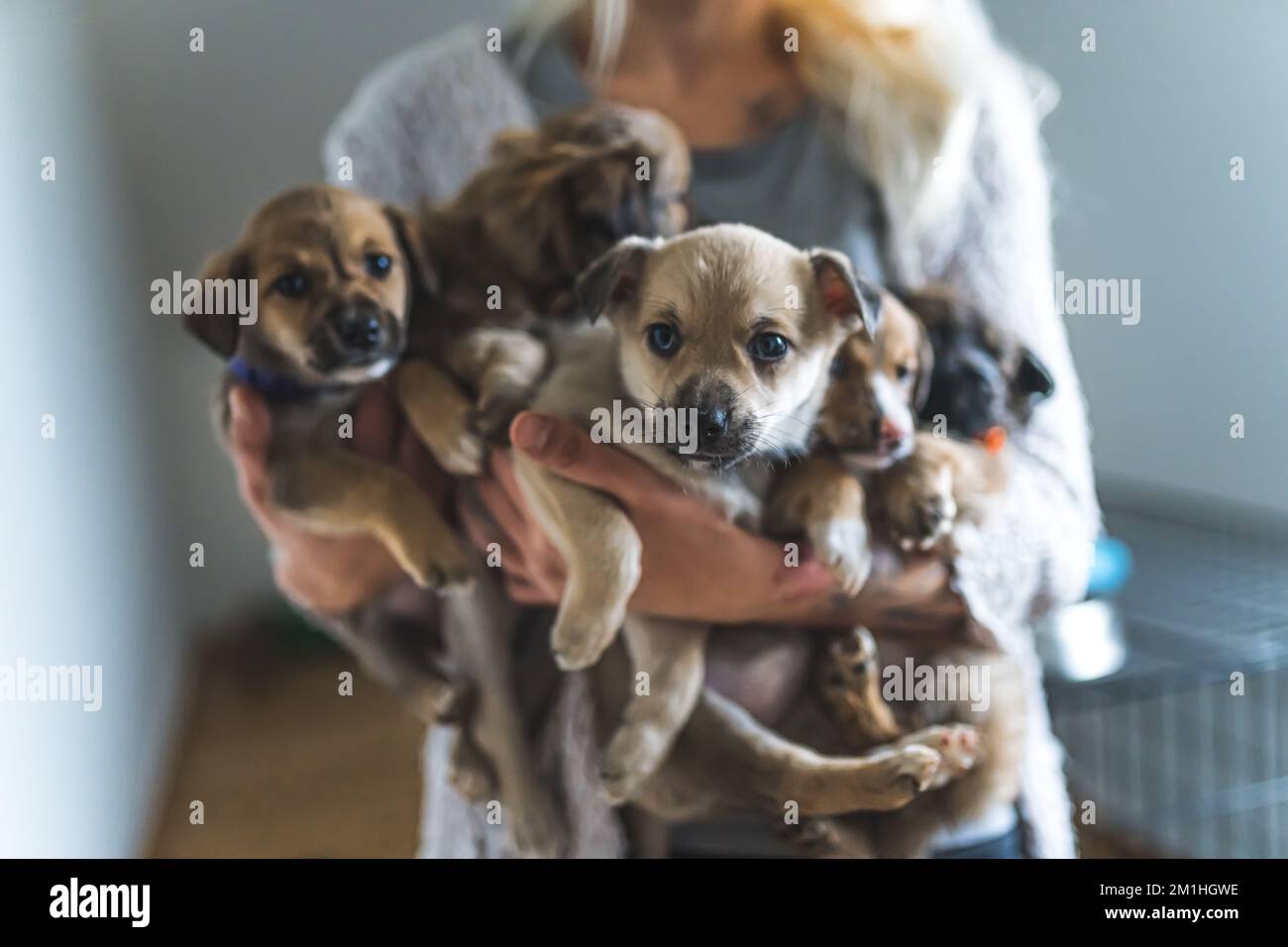 Casa temporanea per cuccioli salvati. Persona irriconoscibile che tiene cinque piccoli cuccioli bruni tra le braccia. Sfondo sfocato. Scatto in interni. Foto di alta qualità Foto Stock