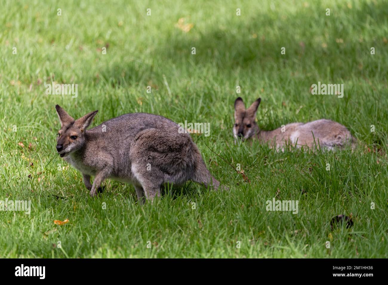 Wallaby selvaggio visto in piedi su erba verde alle montagne Bunya, Queensland, Australia. Foto Stock