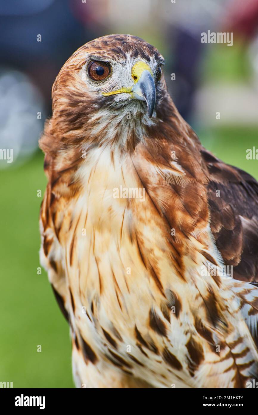 Particolare di stupefacente uccello Hawk ad alette larghe che guarda fuori Foto Stock
