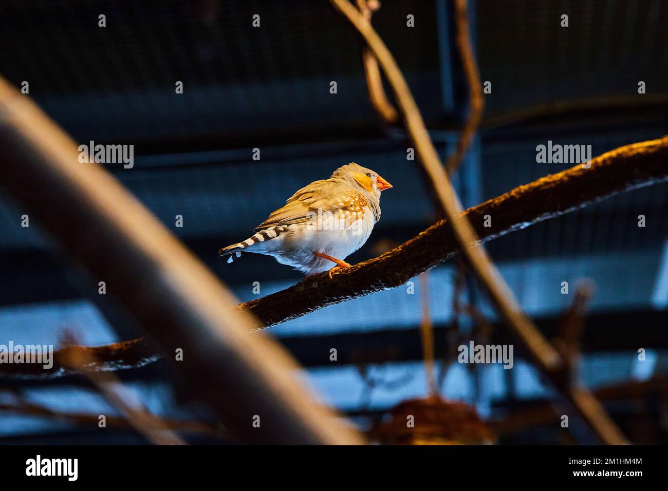 Piccolo uccello Zebra Finch in luce scura sui rami con uccello luminoso Foto Stock