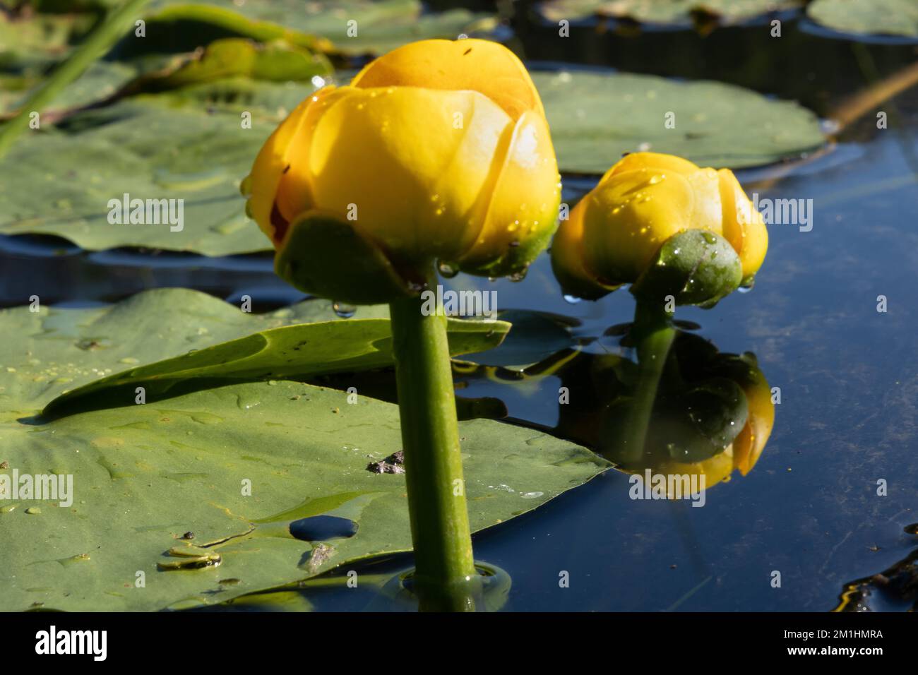 Fiori di Lily Pad che sorgono dall'acqua Foto Stock