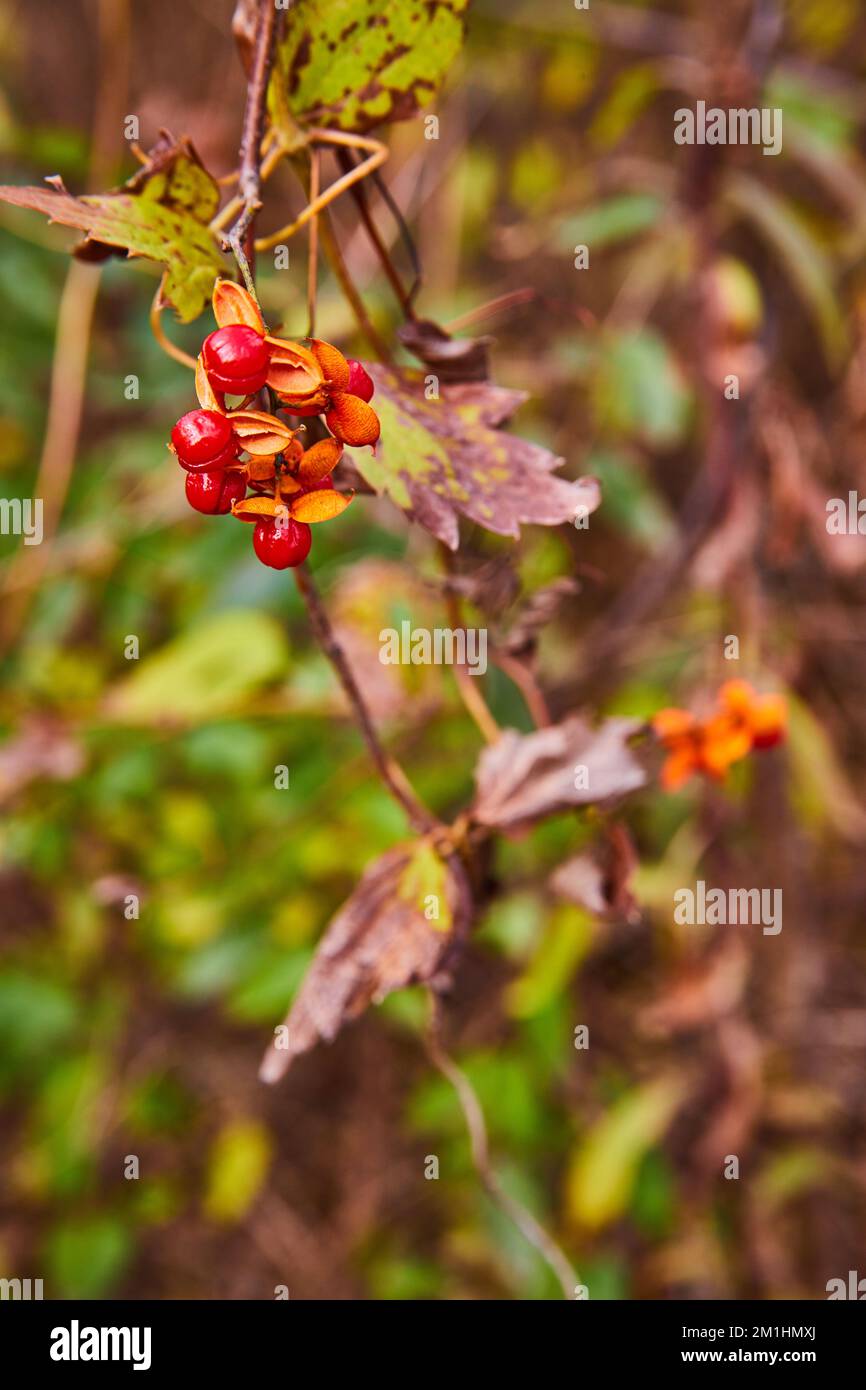 Bacche rosse sui rami in dettaglio sulle piante Foto Stock