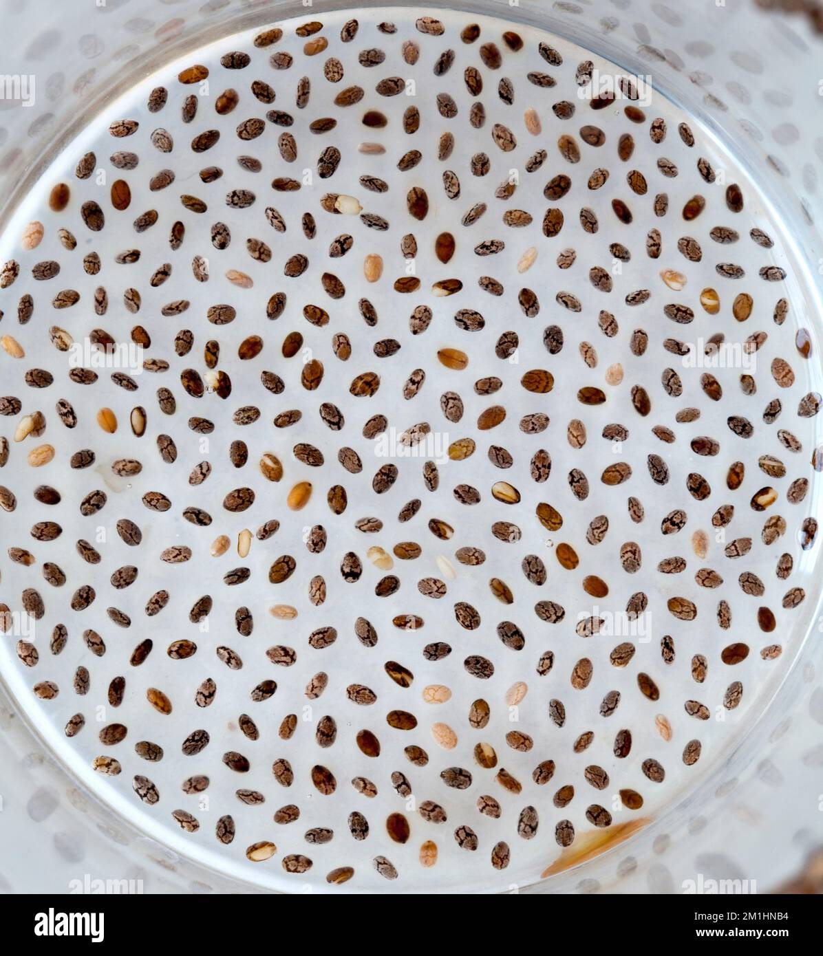 Chia semi in acqua Foto Stock