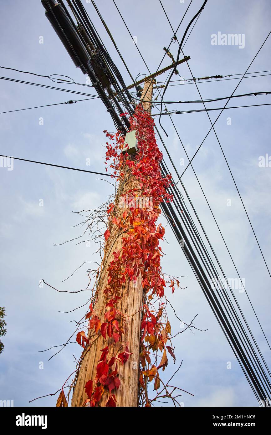 Guardando in su al palo del telefono con le viti rosse che crescono fino alla parte superiore Foto Stock