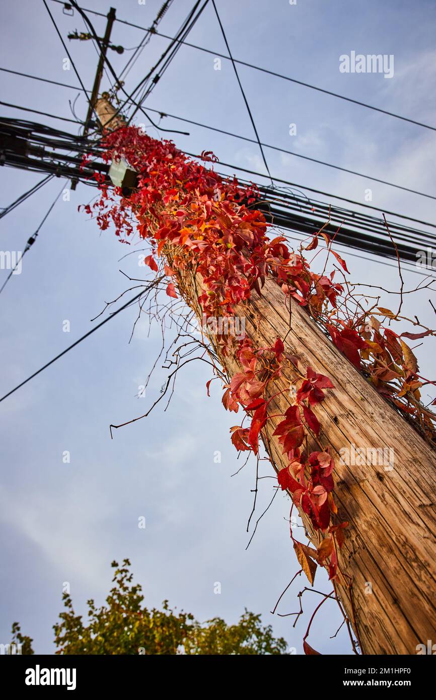 Viti rosse e foglie crescono lungo il palo del telefono con vista dal basso Foto Stock