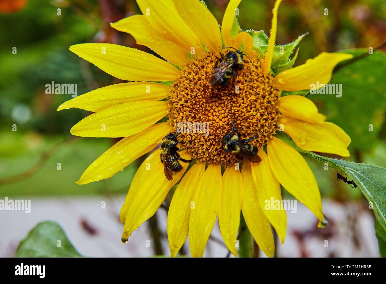 Tre piccole api addormentate su un fiore giallo Foto Stock