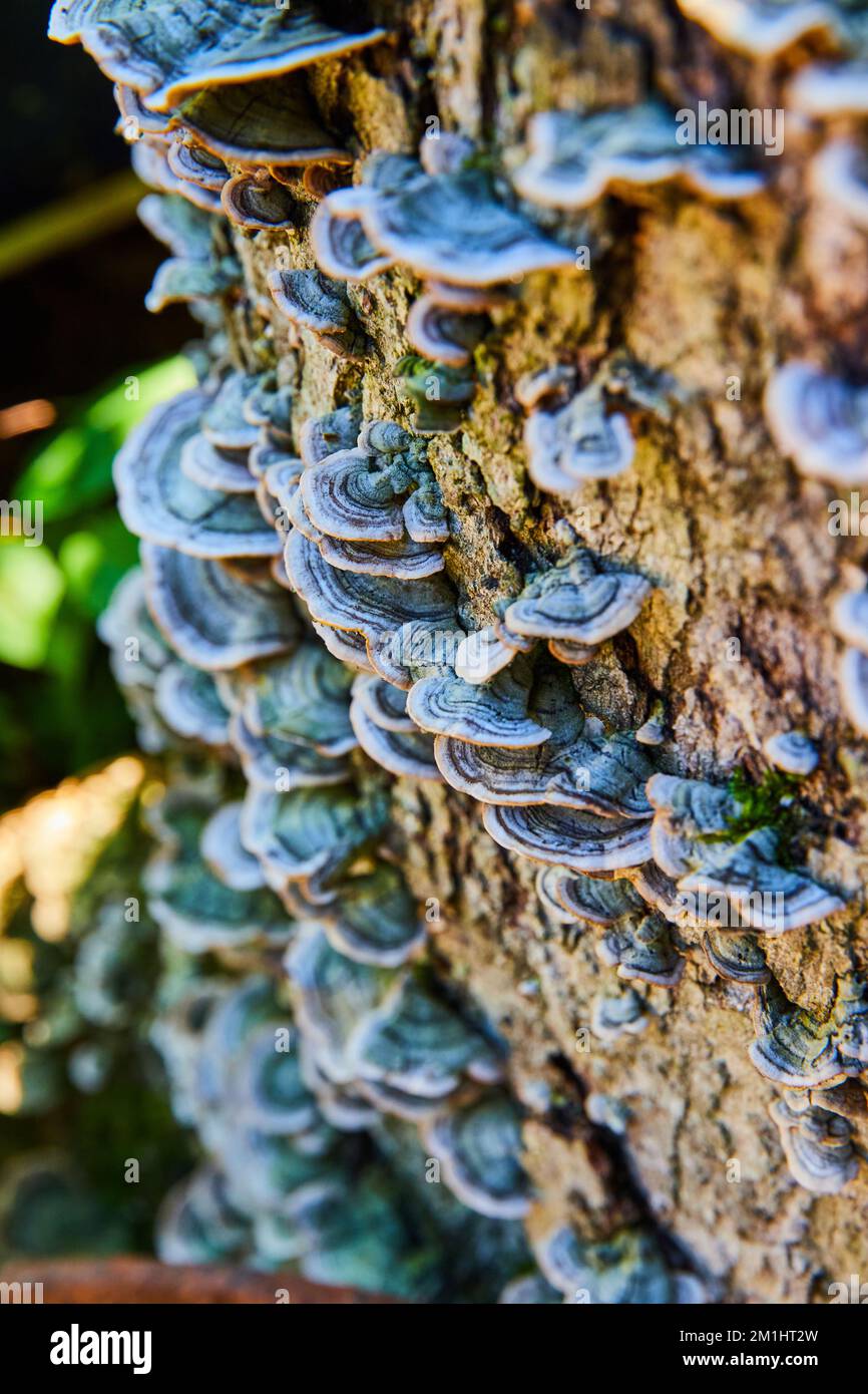 Funghi coprire piccolo tronco in foresta Foto Stock