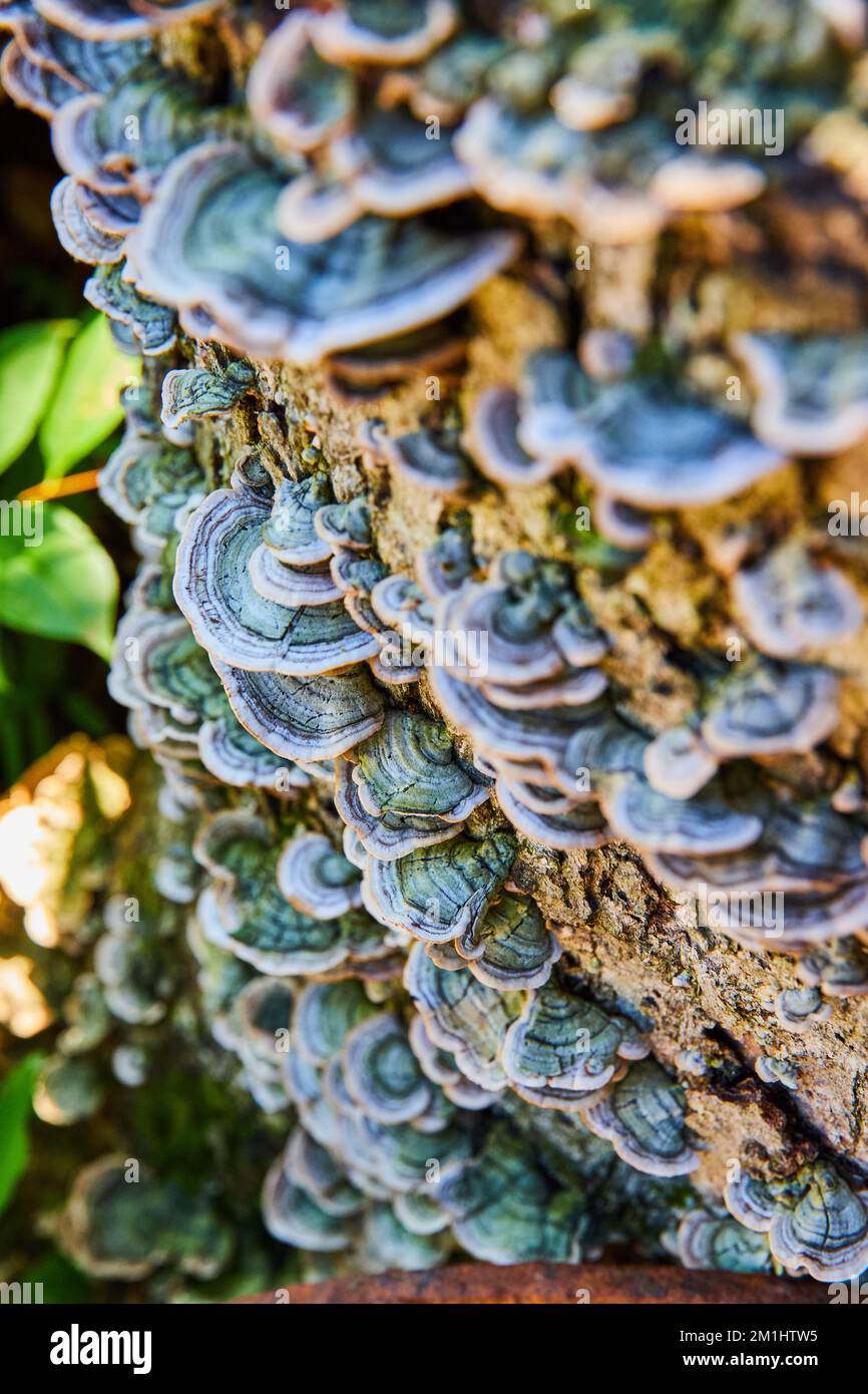 Copricaletto in funghi verdi Foto Stock