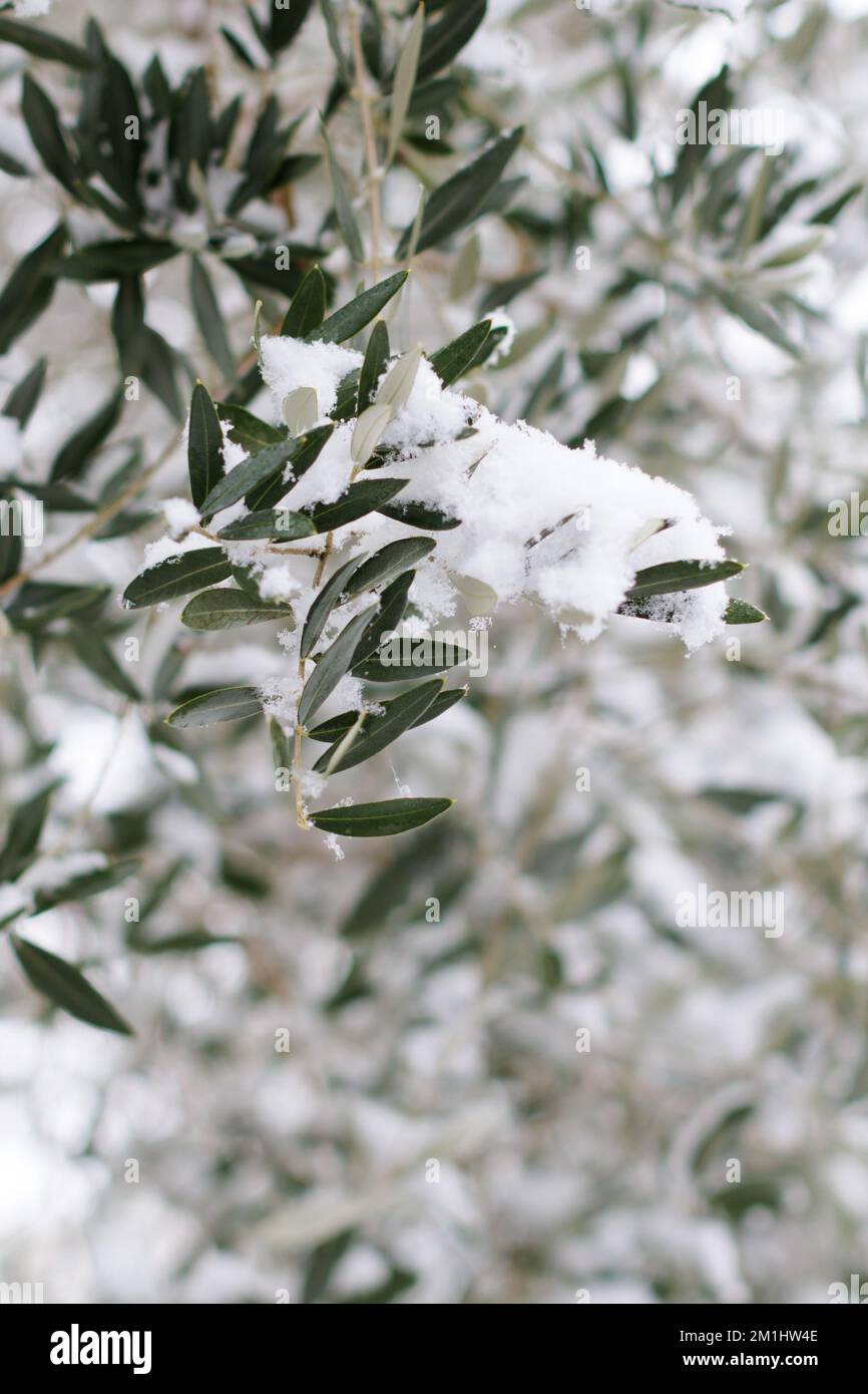 Primo piano di un ulivo coperto di neve in una bella giornata invernale. Foto Stock