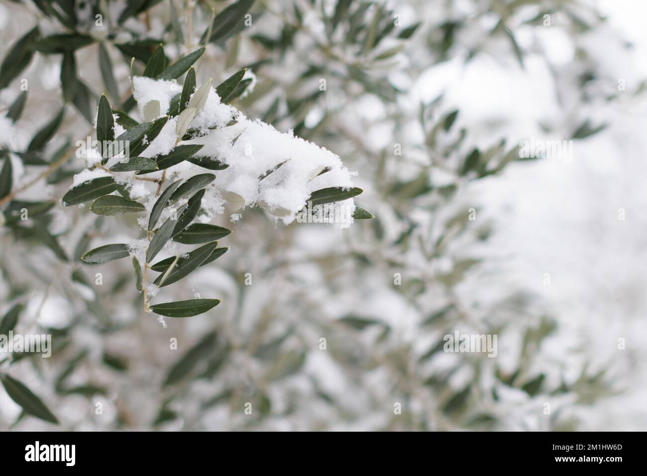 Primo piano di un ulivo coperto di neve in una bella giornata invernale. Foto Stock
