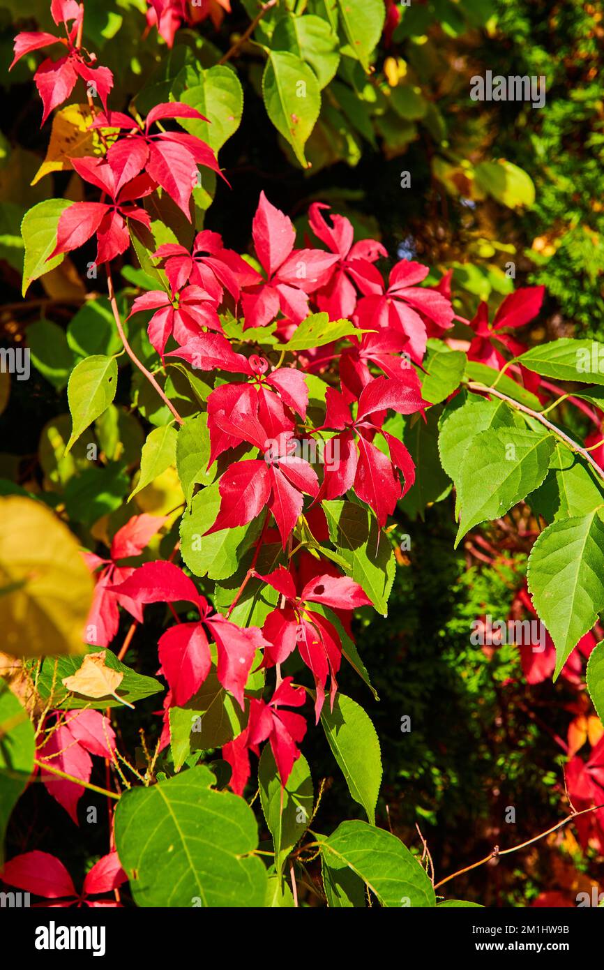 Particolare di belle viti rosse che crescono su rami di albero in autunno Foto Stock