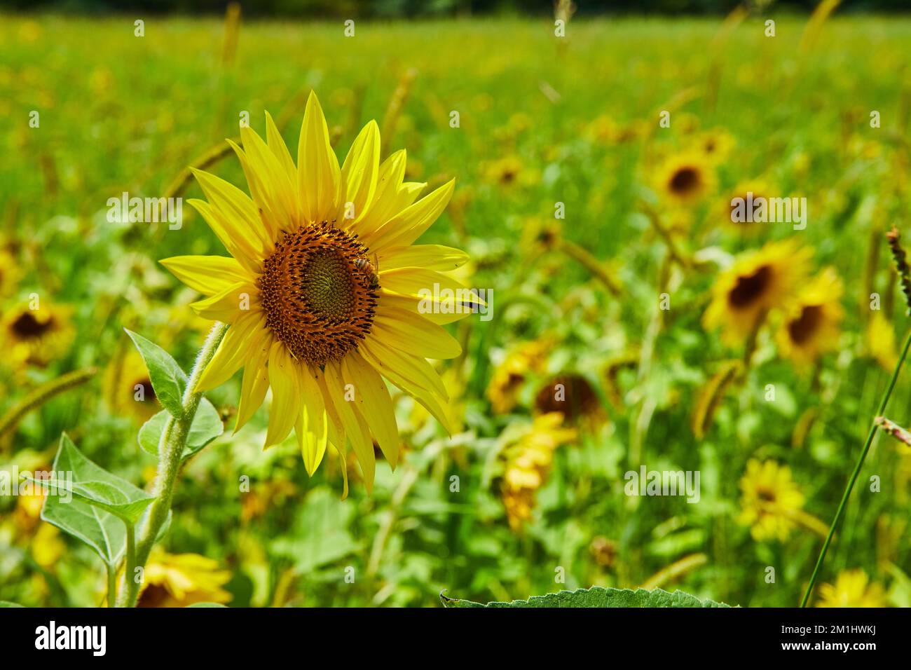Campo di girasoli con focalizzazione su uno Foto Stock