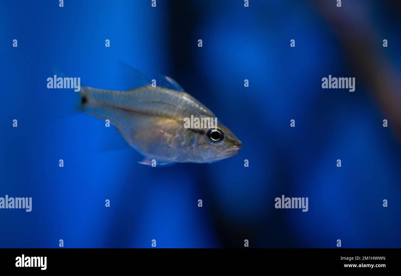 Pesci cardinali amboina, Fibramia amboinensis, acque salmastre, mangrovie, estuario Foto Stock