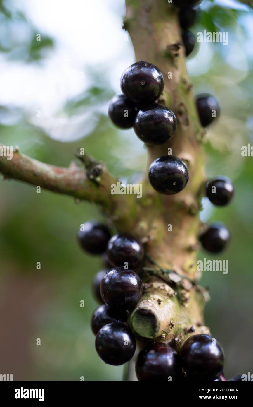 Jabuticaba, Plinia castuliflora, Myrciaria castuliforra, Brasile, sempreverde, frutta nera Foto Stock