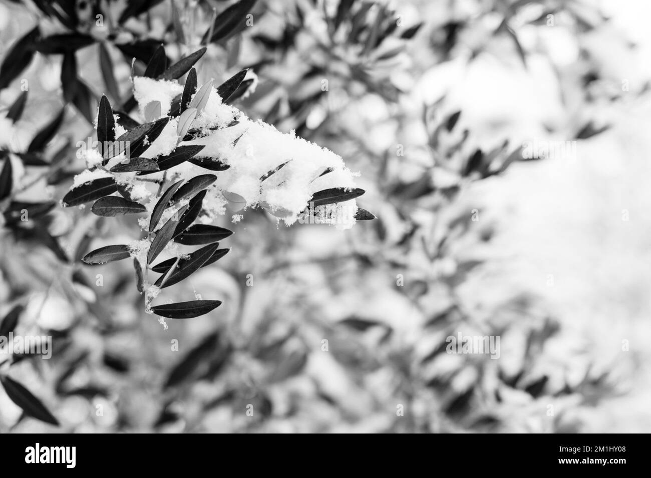 Immagini in bianco e nero di piante innevate, alberi e paesaggi Foto Stock