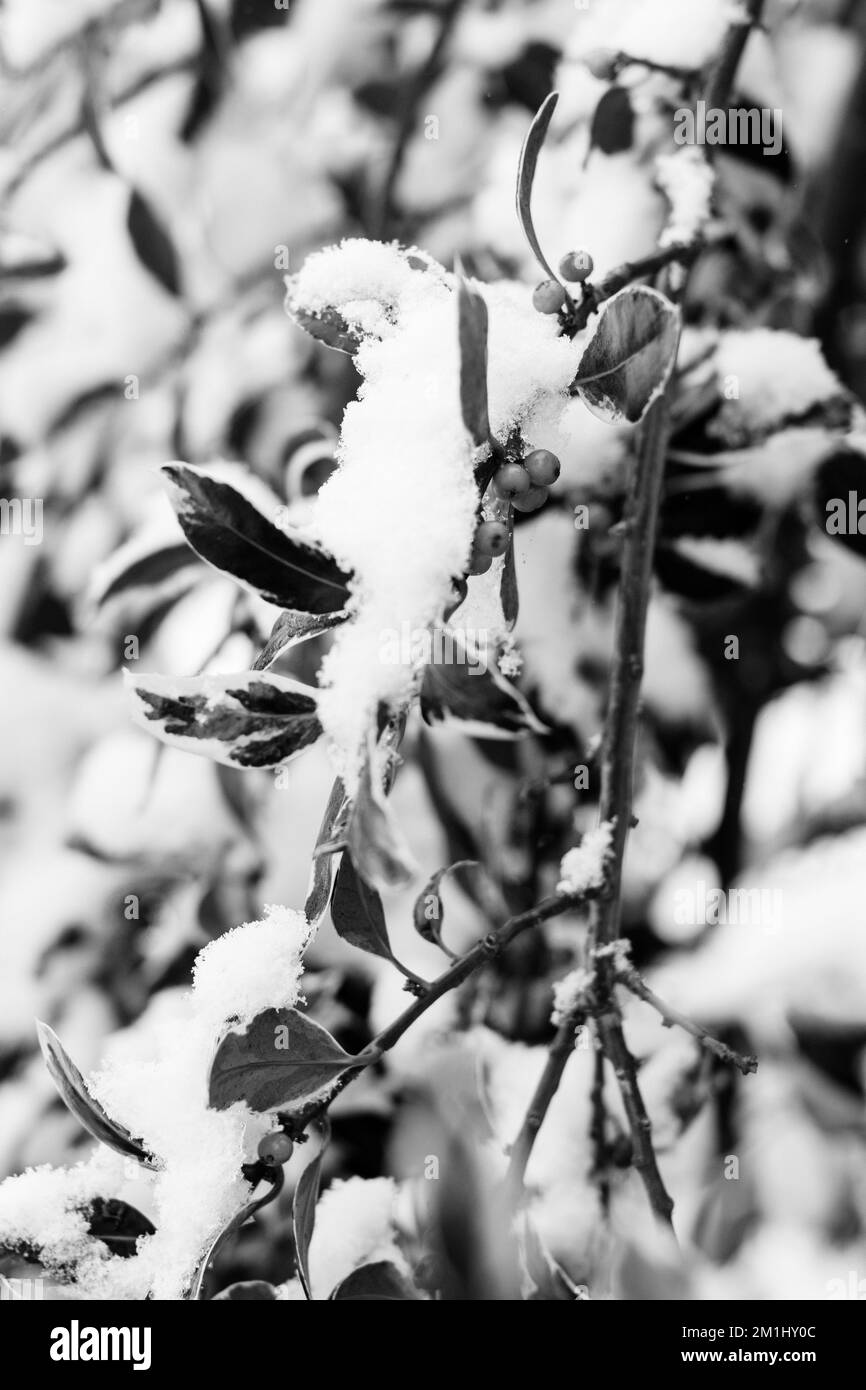 Immagini in bianco e nero di piante innevate, alberi e paesaggi Foto Stock