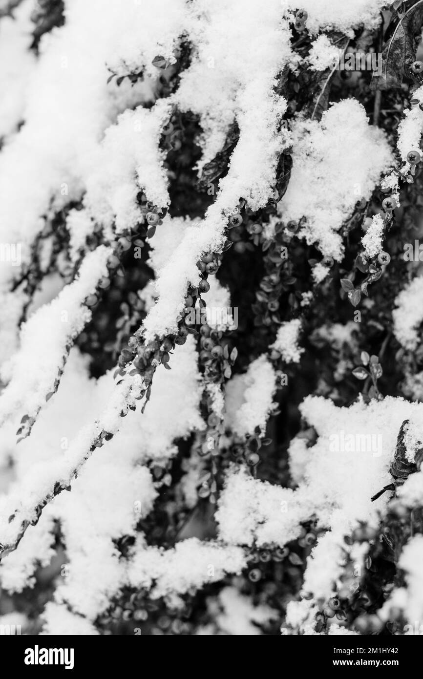 Immagini in bianco e nero di piante innevate, alberi e paesaggi Foto Stock