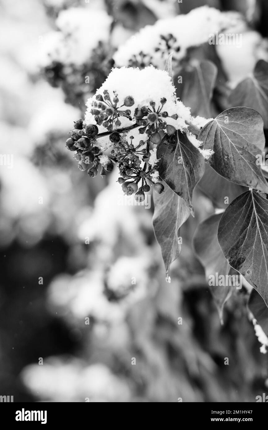 Immagini in bianco e nero di piante innevate, alberi e paesaggi Foto Stock