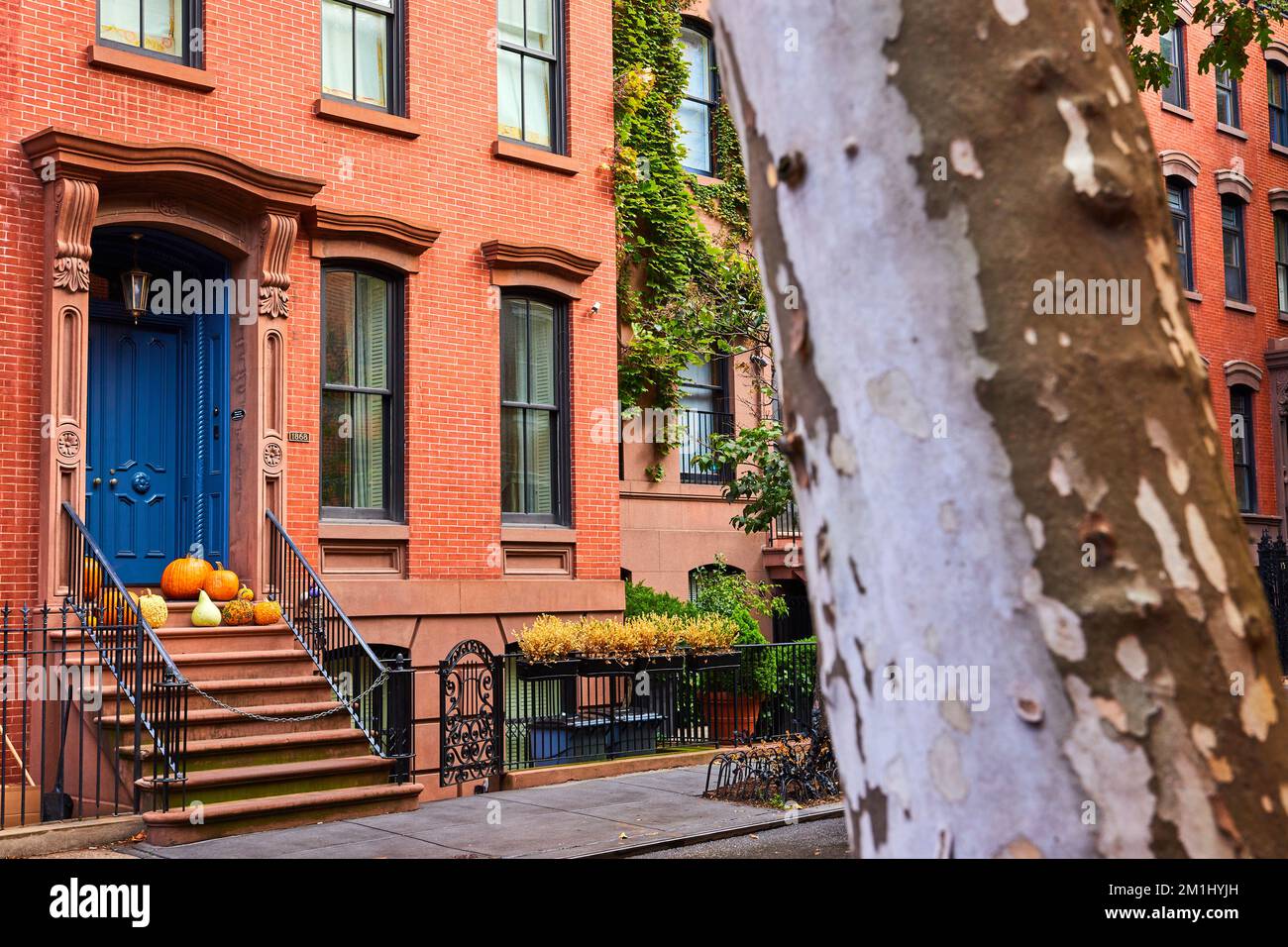 Tree by beautiful mattone Greenwich Village edificio con zucche e porta blu a New York City Foto Stock