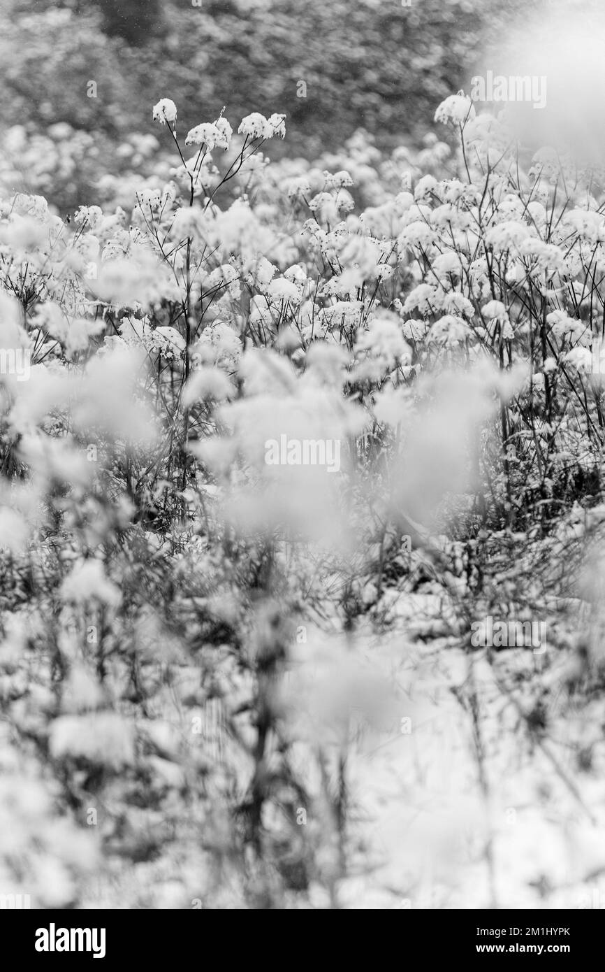 Immagini in bianco e nero di piante innevate, alberi e paesaggi Foto Stock