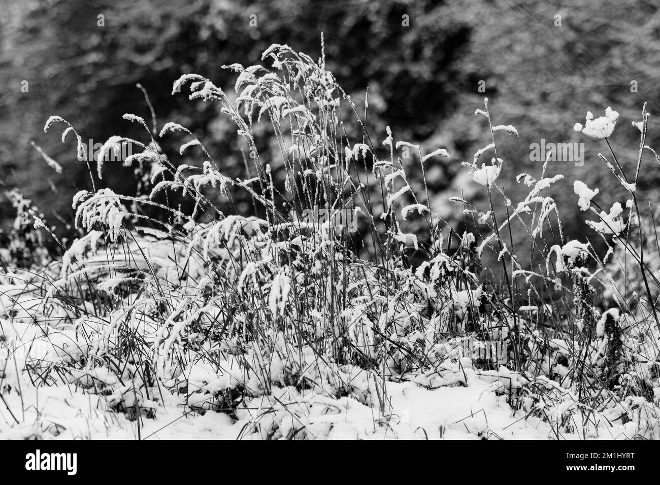 Immagini in bianco e nero di piante innevate, alberi e paesaggi Foto Stock