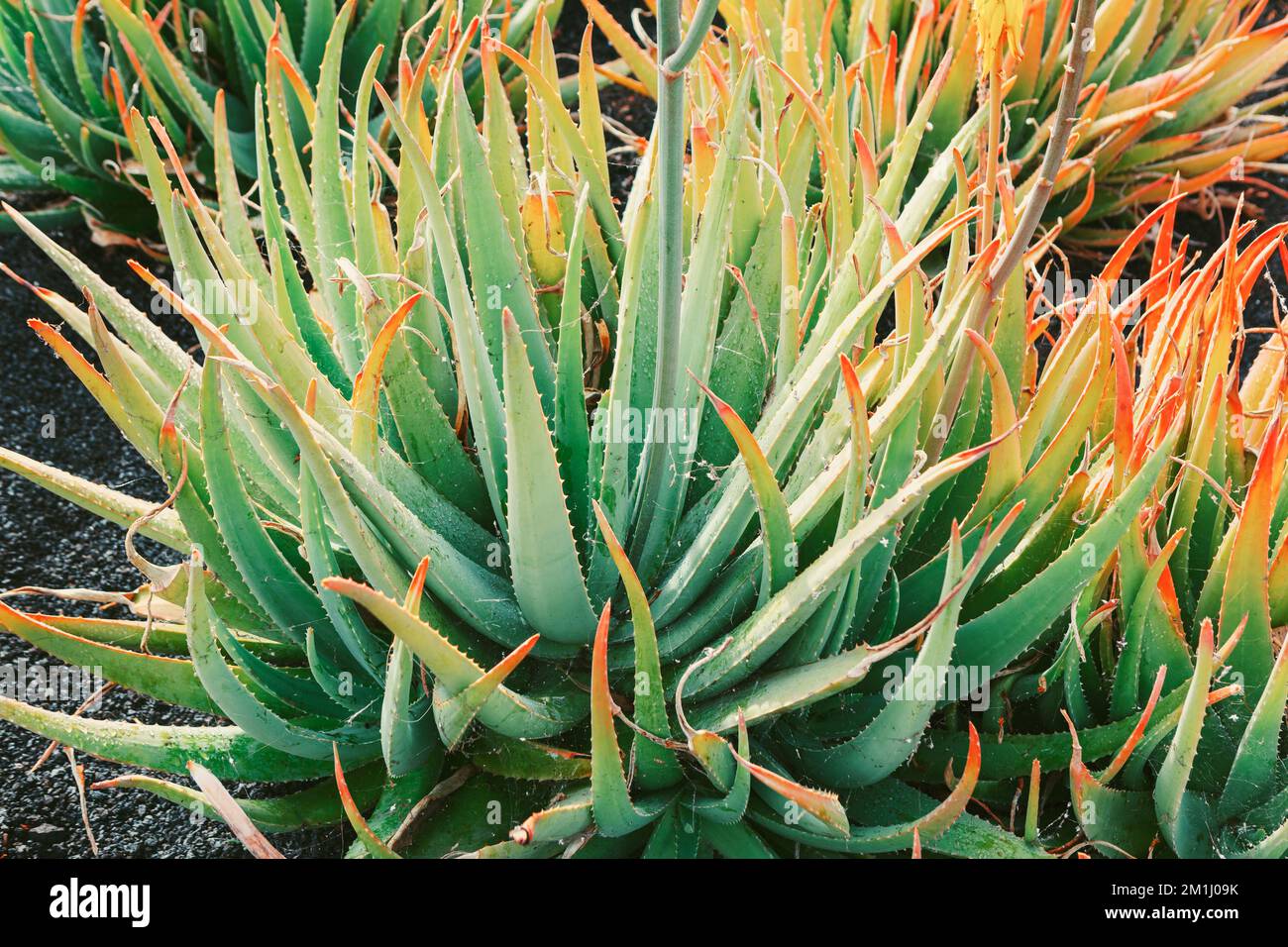 Pianta di aloe che cresce nel giardino ornamentale. Aloe vera tropicale  Foto stock - Alamy