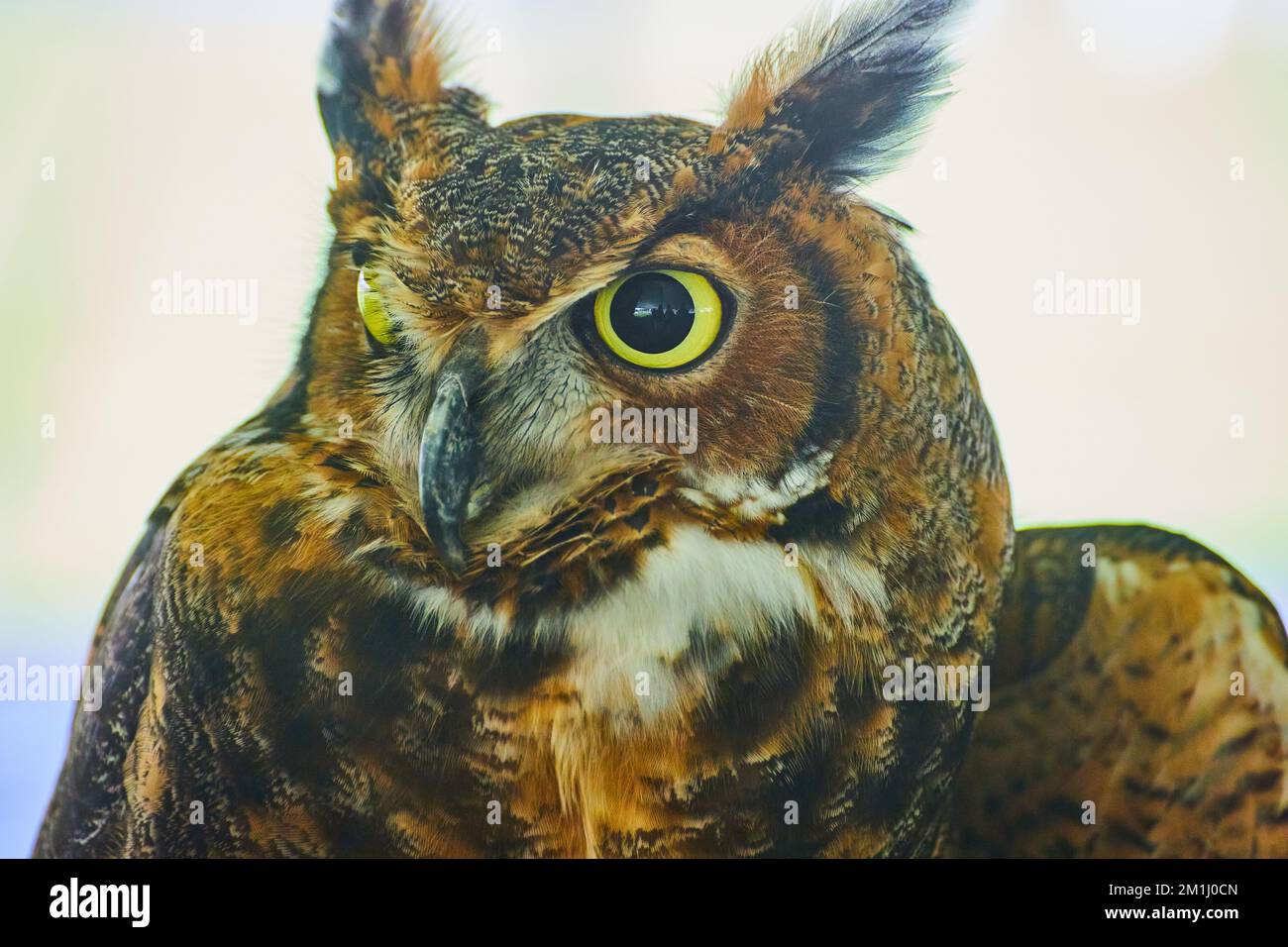 Particolare di testa sul raptor gufo Grande Ornato Owl Foto Stock