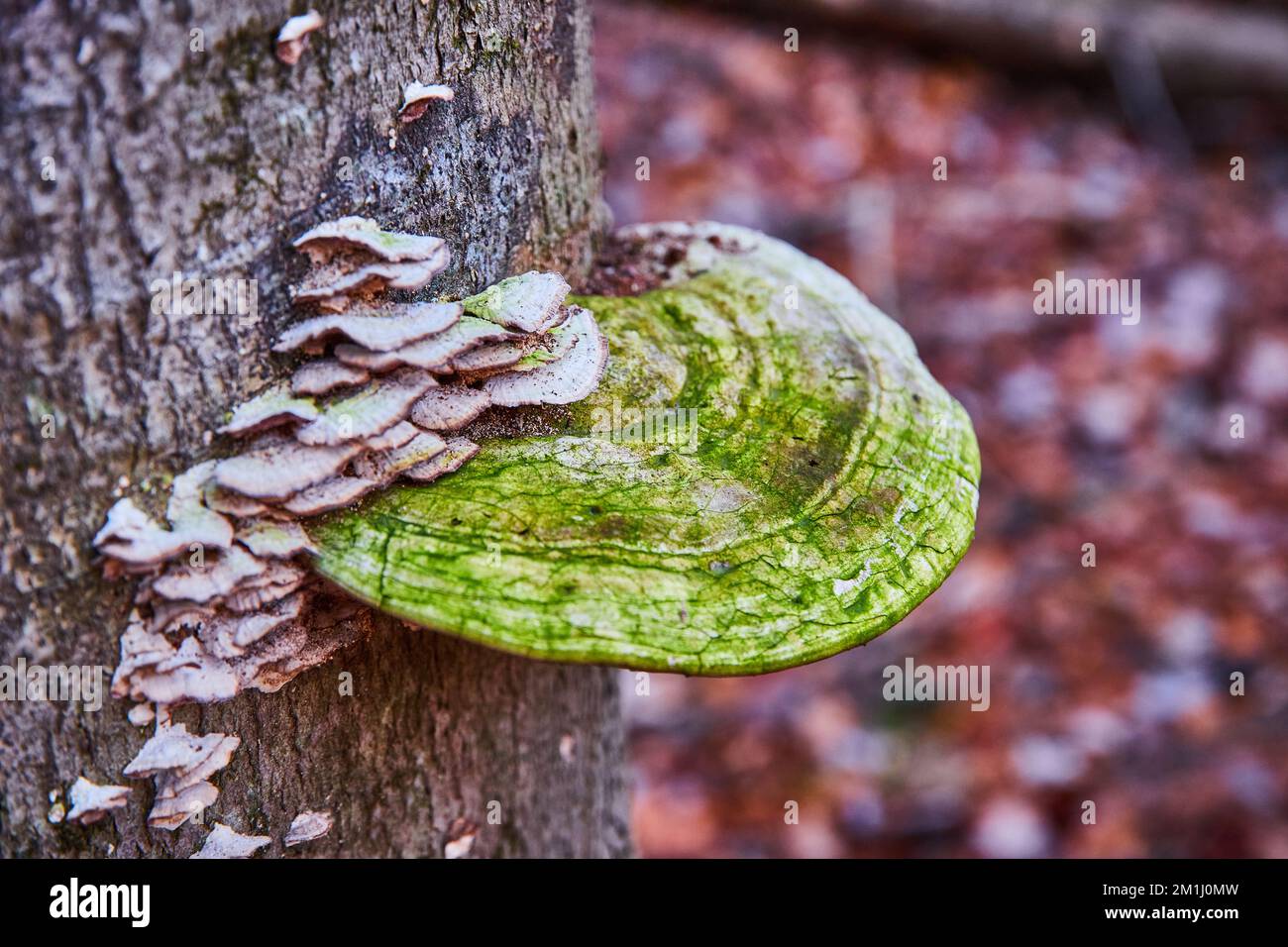 Tronco d'albero con più piccoli funghi a mensola bianchi e un grande funghi mussosi Foto Stock