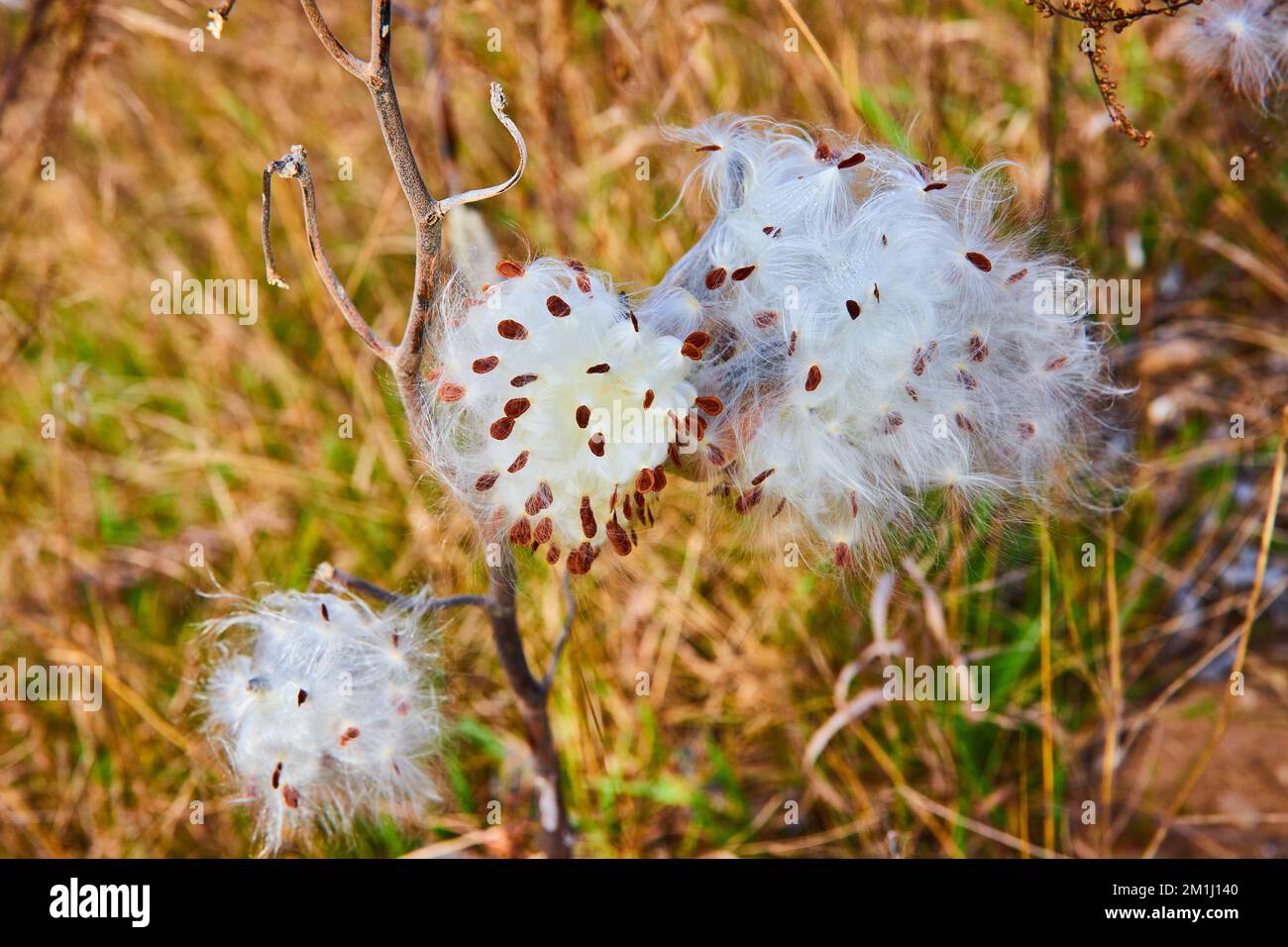 Baccelli di semi di cotone di munghie che esplodono aperti nel tardo autunno in dettaglio Foto Stock