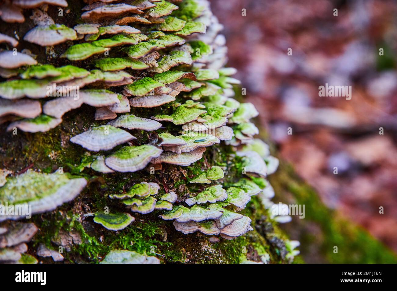 Enorme gruppo di funghi scaffali bianchi che crescono su un albero in dettaglio Foto Stock