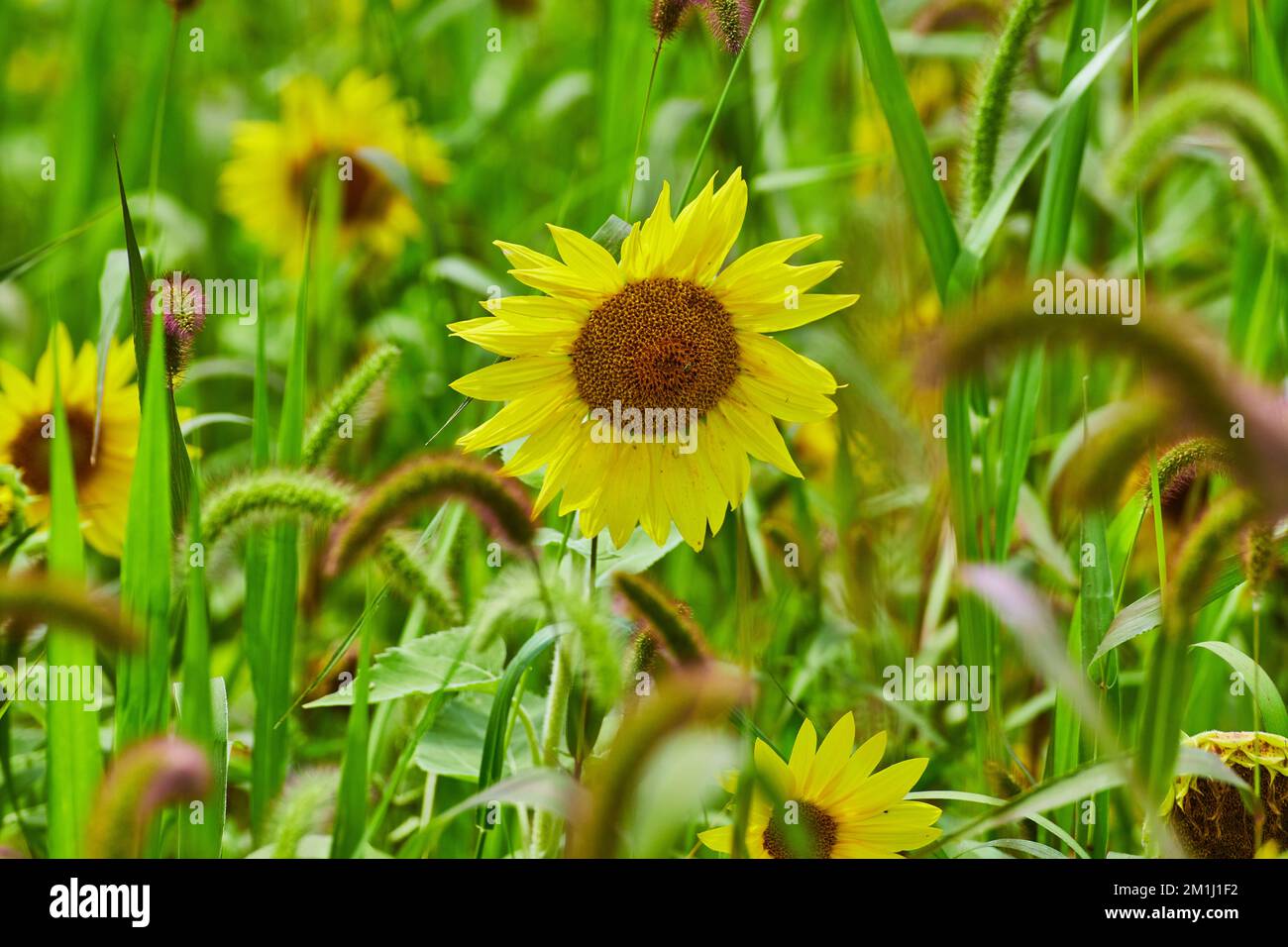 Dettaglio sul campo di girasoli con uno in primo piano Foto Stock