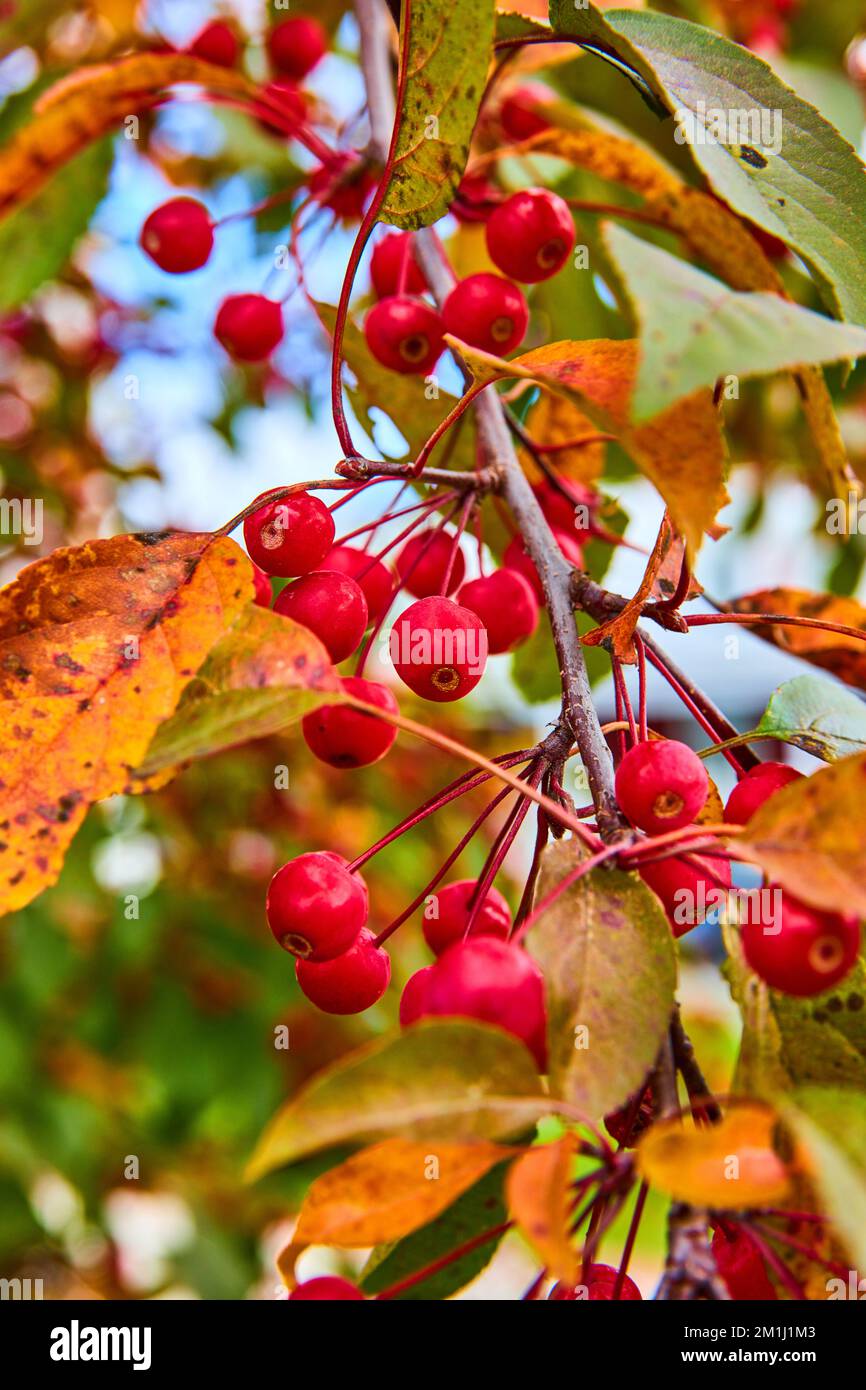 Particolare di bacche rosse che crescono su ramo di albero di caduta Foto Stock