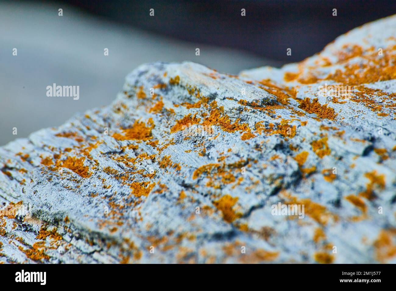 Lichene arancione sulle rocce in macro dettaglio Foto Stock