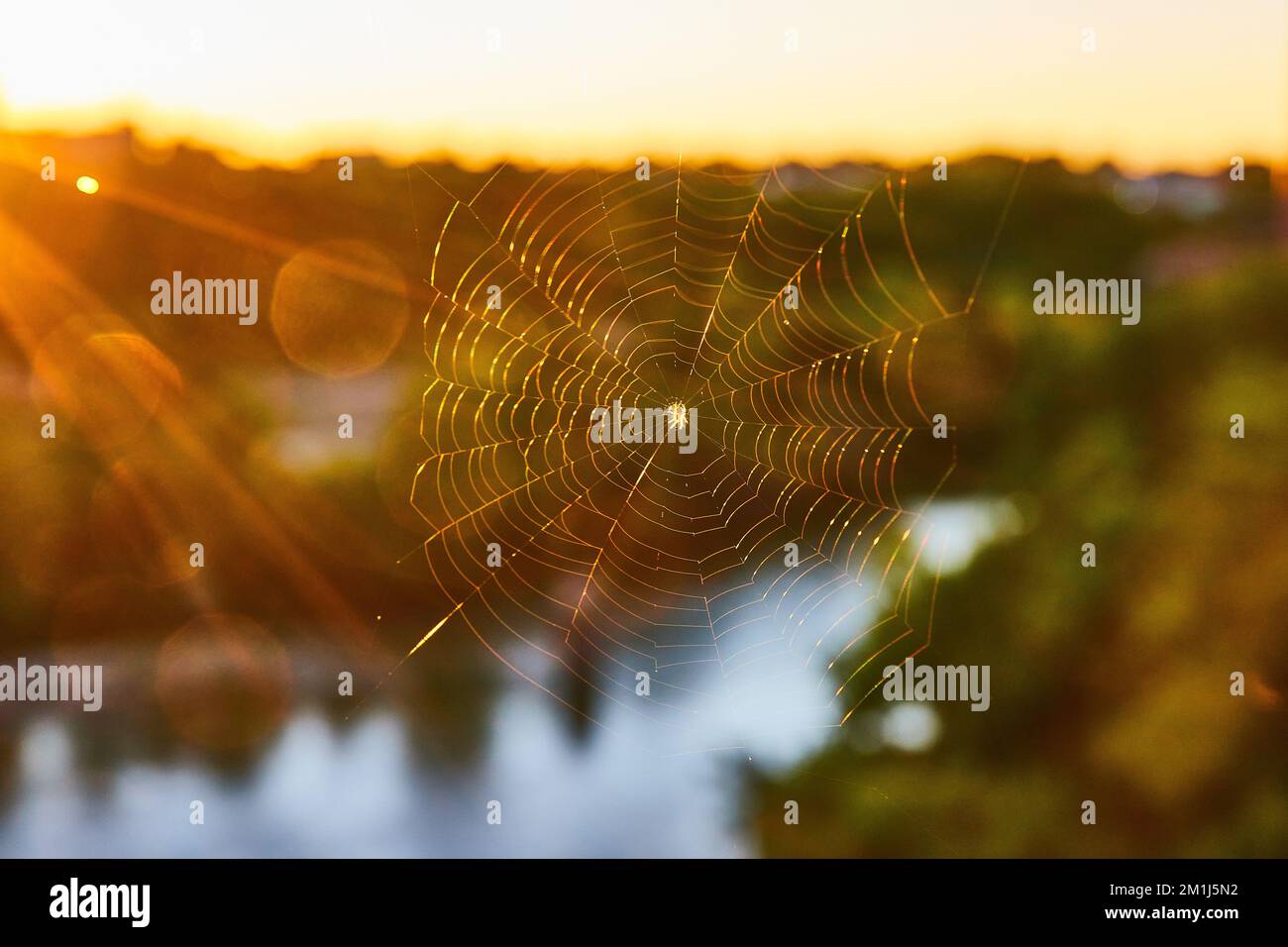 Ragnatela piccola e dettagliata con luce dorata e verde tenue dietro Foto Stock