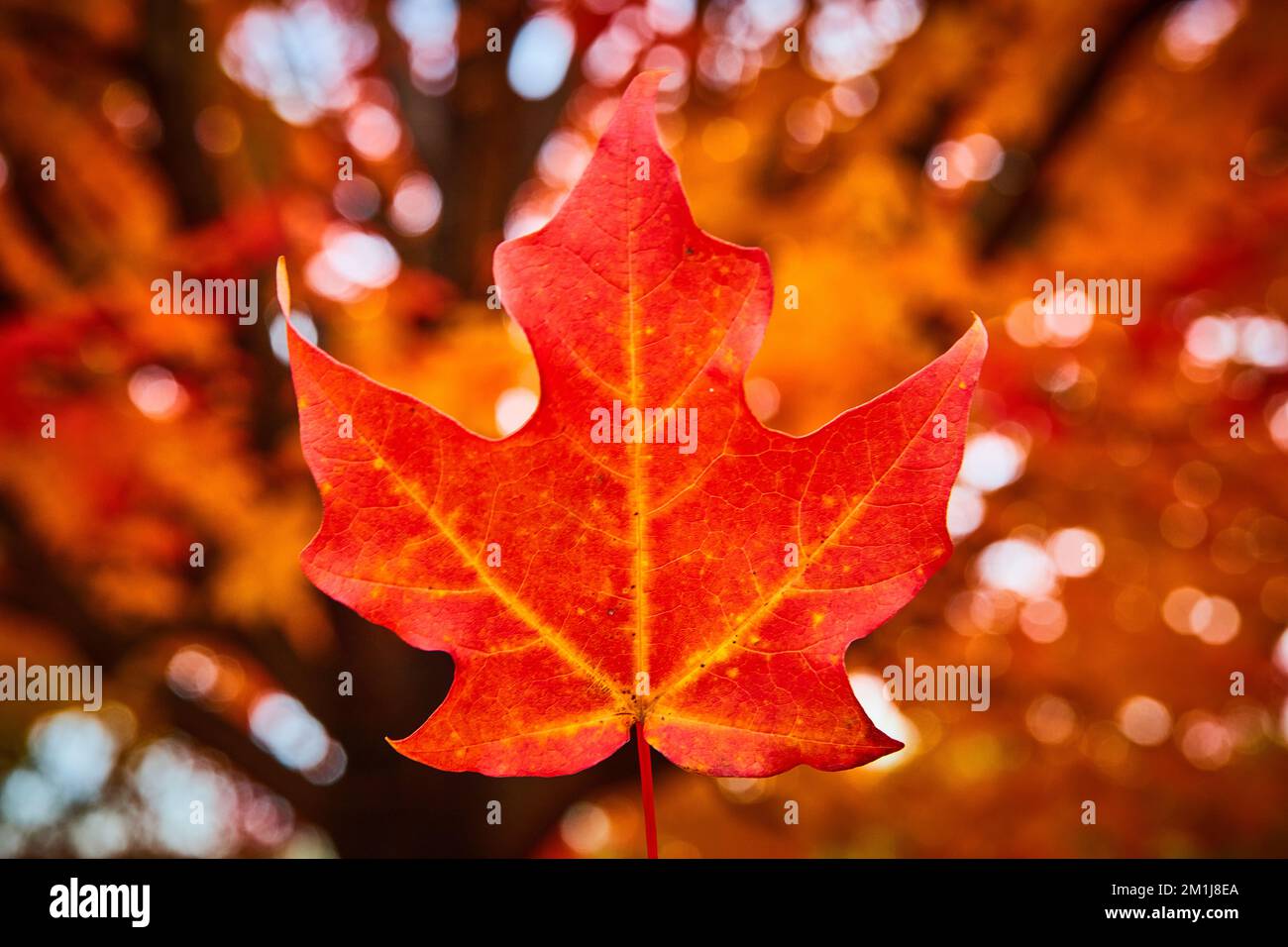 Fuoco su singola foglia rossa perfetta al centro con fondo morbido arancione e marrone dall'albero Foto Stock