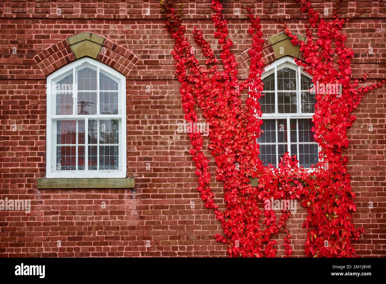 Coppia di finestre sulla parete di mattoni diritto con uno circondato da vigne rosse vibranti Foto Stock