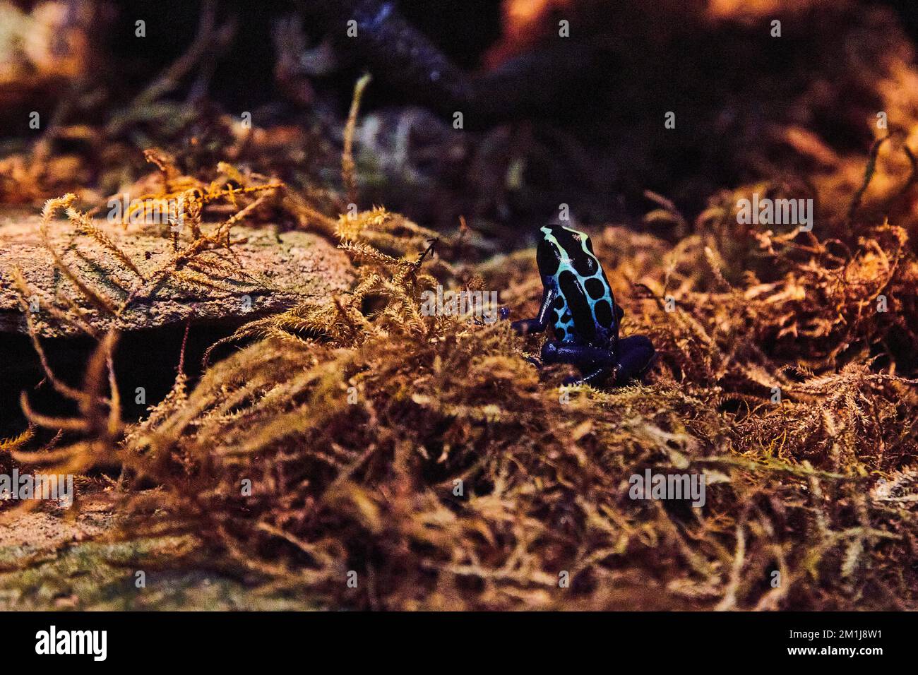 Rana di dardo avvelenata che riposa nel muschio dal legno caduto Foto Stock