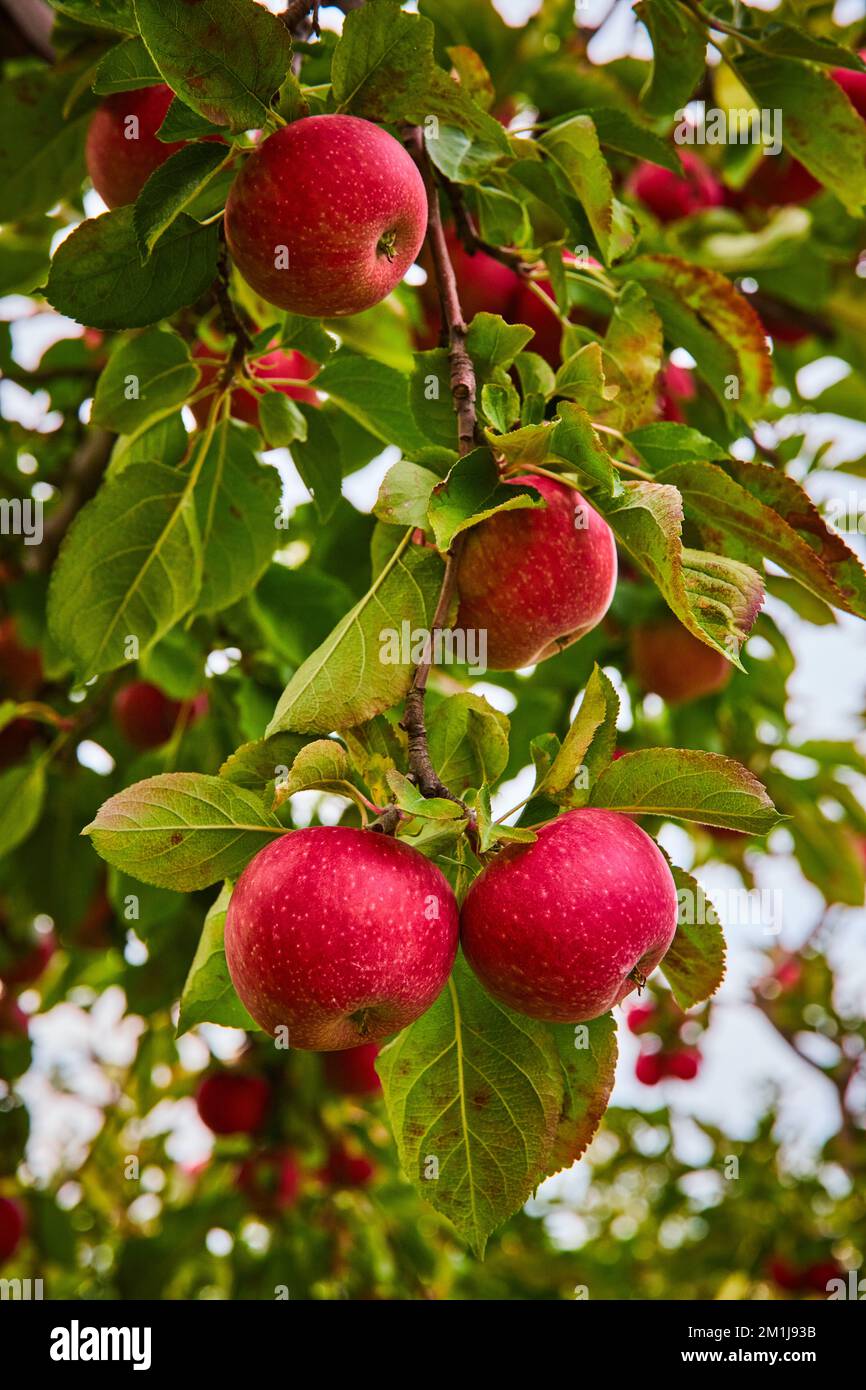 Ramo con mele rosse fresche che crescono in frutteto fattoria Foto Stock