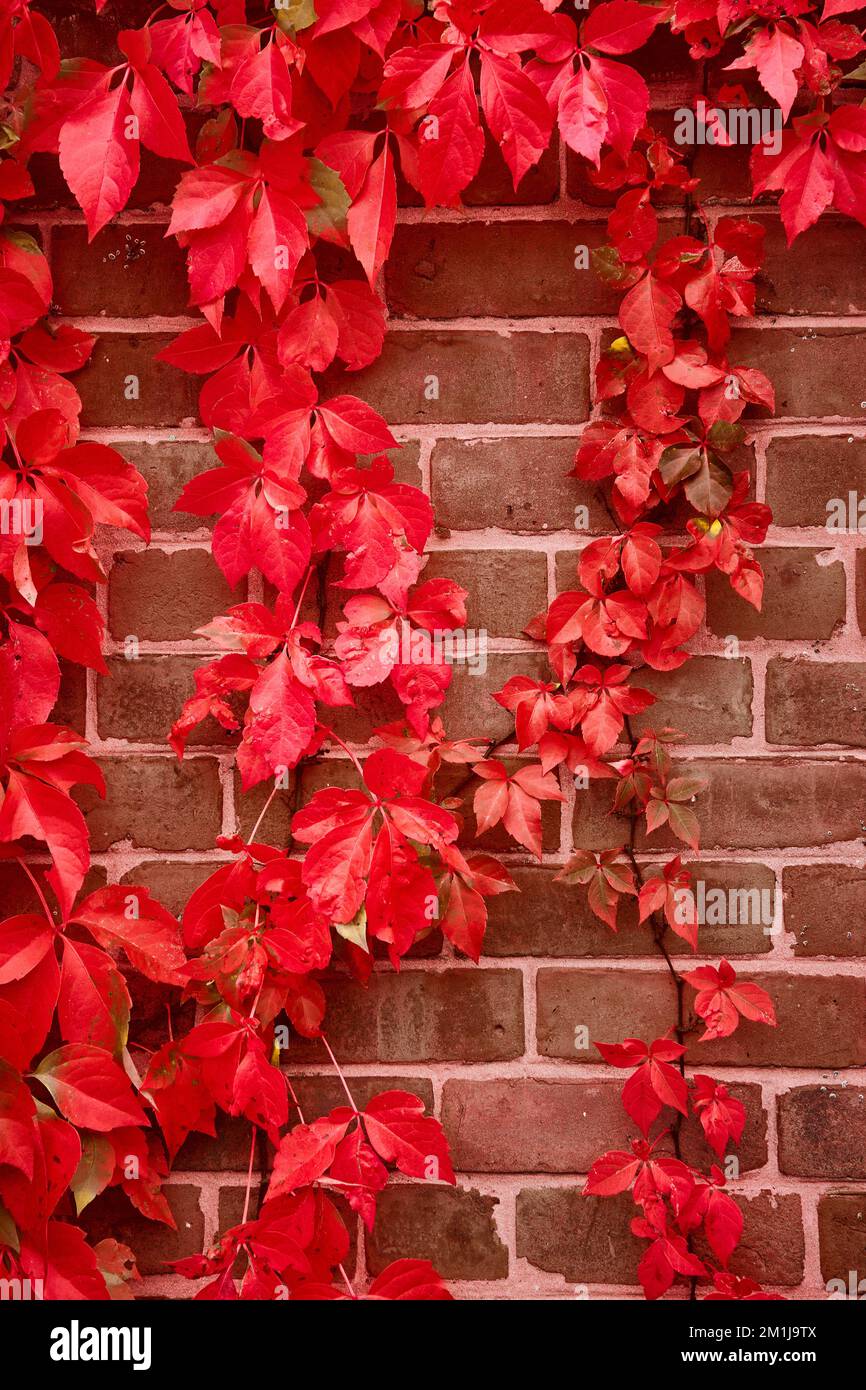 Dettaglio verticale diritto su muro di mattoni con vitigni rossi luminosi che crescono Foto Stock