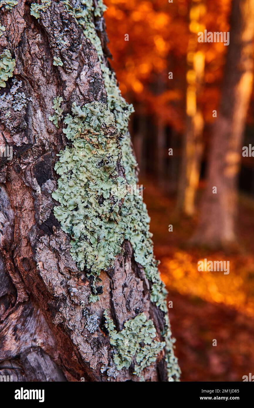 Dettaglio da vicino sulla corteccia dell'albero con macchie di lichene e foglie d'arancio sugli alberi sullo sfondo Foto Stock