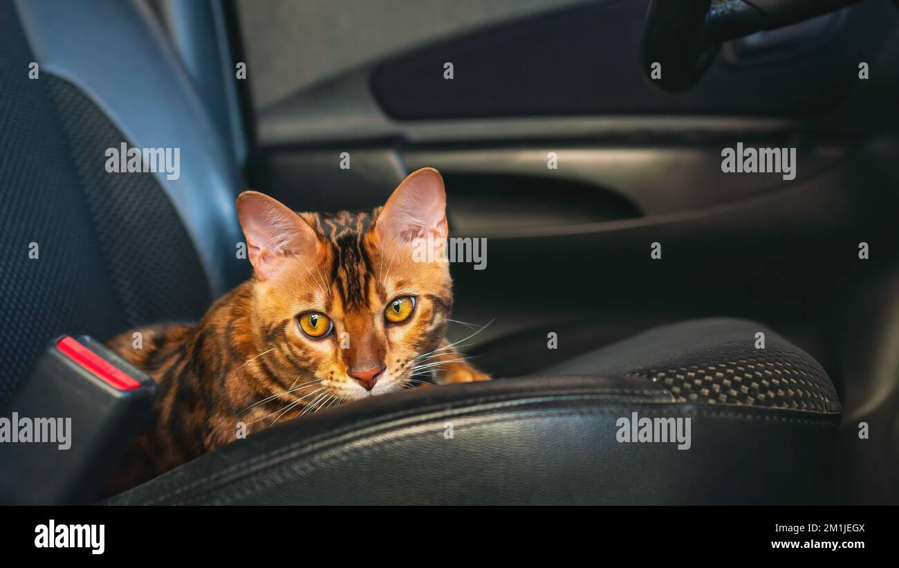 Giovane gatto bengala in macchina Foto Stock