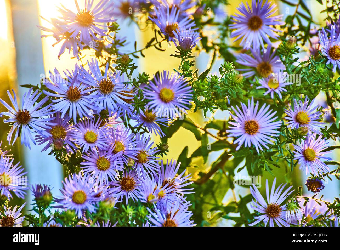 Bella luce dorata dietro graziosi fiori viola e giallo nel dettaglio Foto Stock