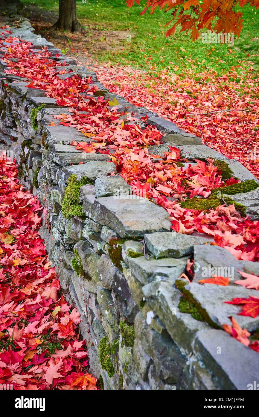 Muro di pietra con muschio coperto di colorate foglie rosse caduta in mucchi Foto Stock