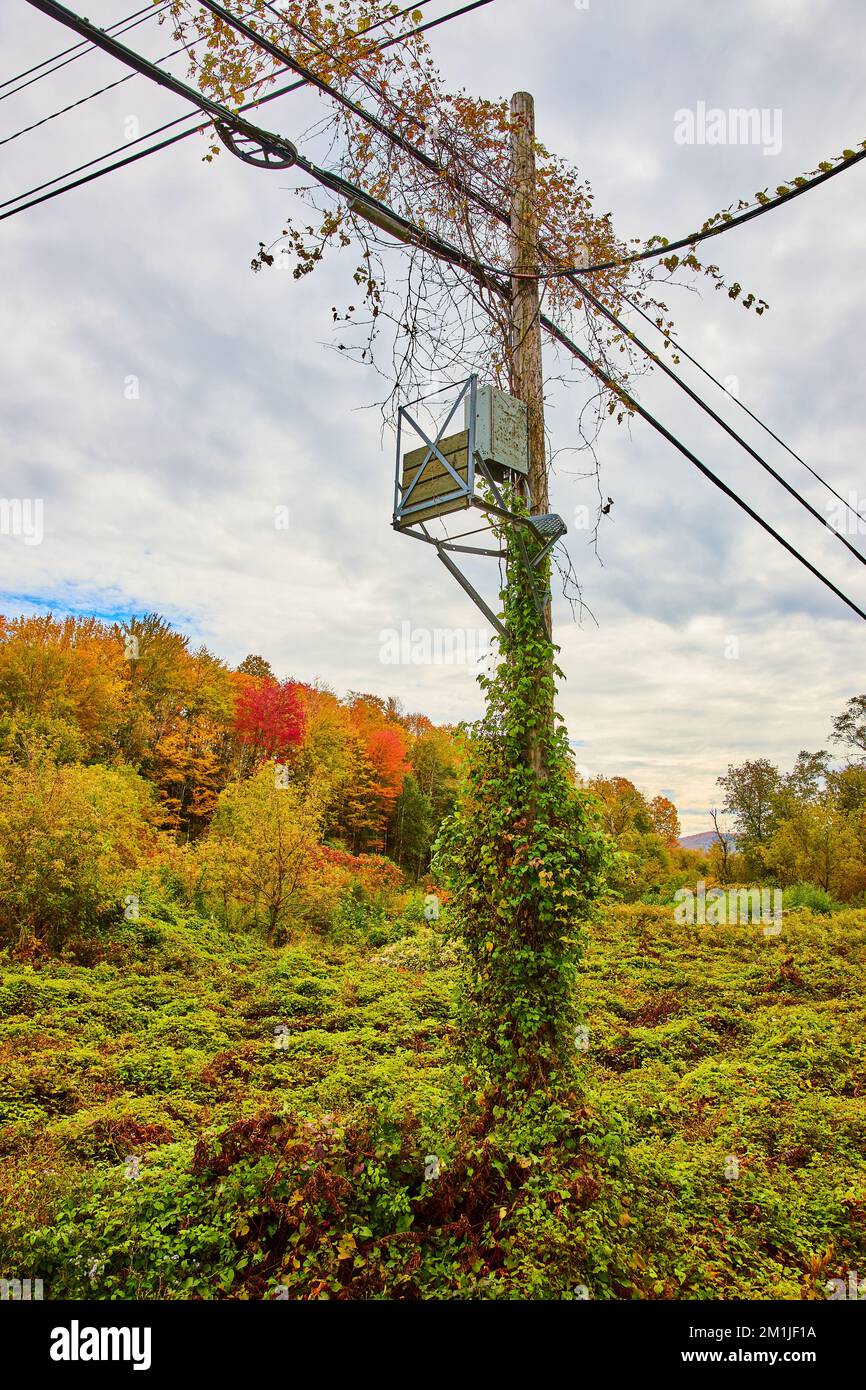 Semplice polo telefonico per le comunicazioni con i vigneti verdi che prendono il controllo e cadere la foresta dietro il giorno nuvoloso Foto Stock