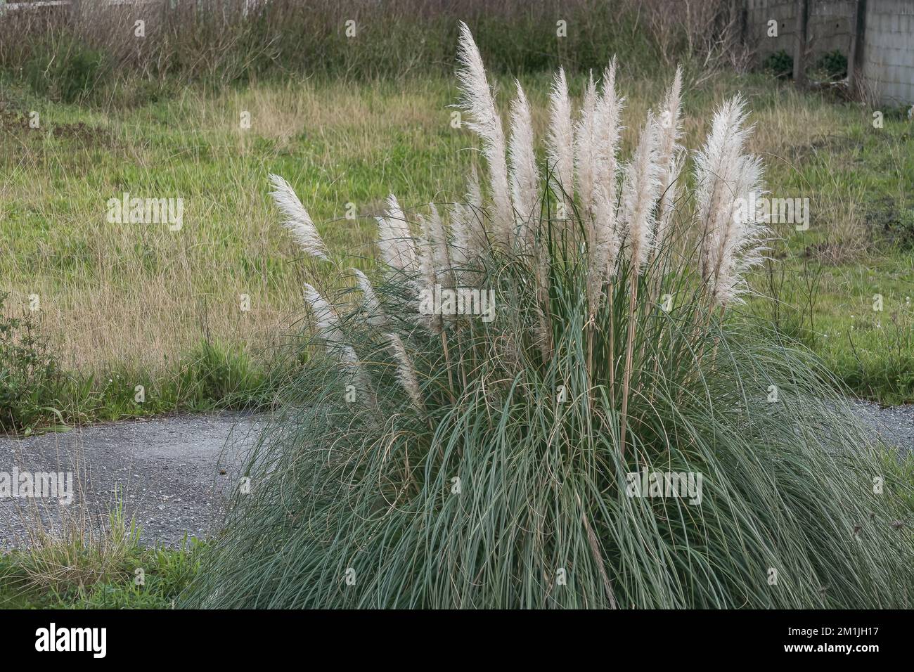 erba di pampas pianta con fiori in estate all'aperto Foto Stock