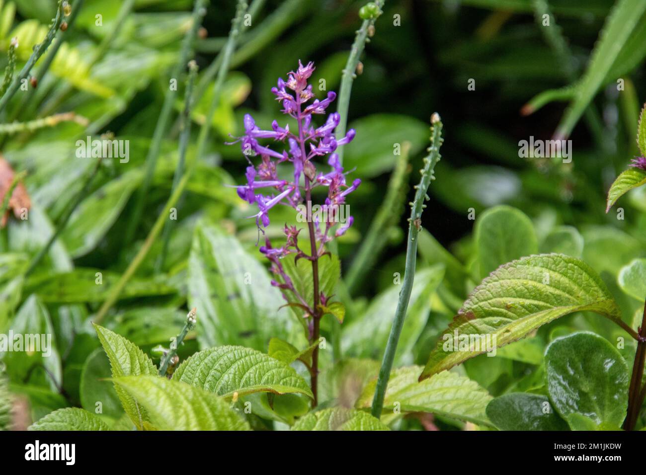 Fogliame verde con immagine floreale per uso di sfondo Foto Stock