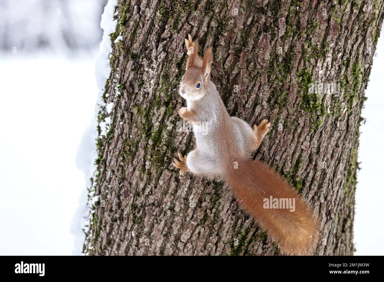 scoiattolo in un mantello di pelliccia d'inverno salta sul tronco di un albero nella foresta Foto Stock